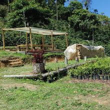 Load image into Gallery viewer, Christmas Coffee 2025 - Vicente Paye, Washed Caturra, Bolivia