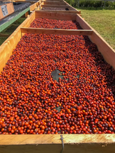 Load image into Gallery viewer, La Fany, Natural Orange Bourbon, El Salvador