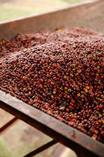Load image into Gallery viewer, Hunkute, Washed Heriloom Cultivars, Ethiopia