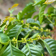 Load image into Gallery viewer, Finca Sunderland Red Honey Yellow Pacamara, Nicaragua