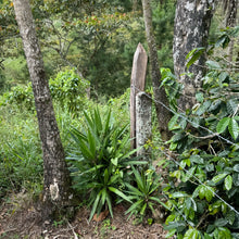 Load image into Gallery viewer, Finca Sunderland Red Honey Yellow Pacamara, Nicaragua