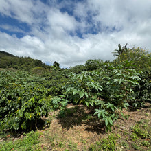 Load image into Gallery viewer, Finca Sunderland Red Honey Yellow Pacamara, Nicaragua