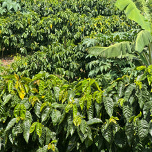 Load image into Gallery viewer, Finca Sunderland Red Honey Yellow Pacamara, Nicaragua