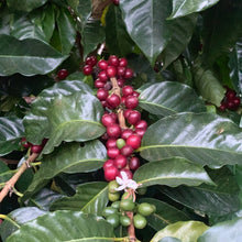 Load image into Gallery viewer, Las Brumas, Natural Pacamara