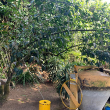 Load image into Gallery viewer, La Siberia, Anaerobic Natural Java, El Salvador