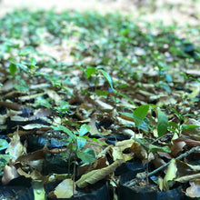 Load image into Gallery viewer, Las Brumas, Natural Pacamara