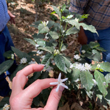 Load image into Gallery viewer, Christmas Coffee 2.0 2025, Los Altares, Natural Pacamara, Guatemala