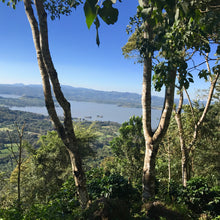 Load image into Gallery viewer, Las Delicias, Natural Java, Nicaragua