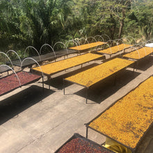 Load image into Gallery viewer, Carmelita, Washed Caturra, Bolivia