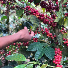 Load image into Gallery viewer, Carmelita, Washed Caturra, Bolivia