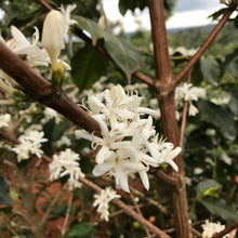 Load image into Gallery viewer, Kamwangi AA, Washed, Kenya