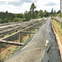 Load image into Gallery viewer, Kamwangi AA, Washed, Kenya