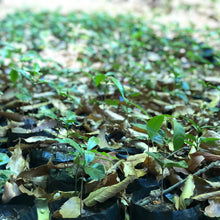 Load image into Gallery viewer, Los Andes, Washed Bourbon, El Salvador