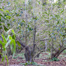 Load image into Gallery viewer, Los Andes, Anaerobic Natural Bourbon, El Salvador