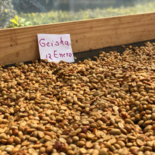 Load image into Gallery viewer, Doña Daisy, Red Honey Gesha, Costa Rica