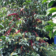 Load image into Gallery viewer, Doña Daisy, Red Honey Gesha, Costa Rica