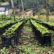 Load image into Gallery viewer, Doña Daisy, Red Honey Gesha, Costa Rica