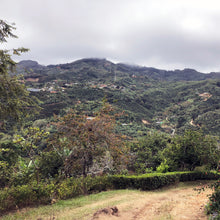 Load image into Gallery viewer, Doña Daisy, Red Honey Gesha, Costa Rica