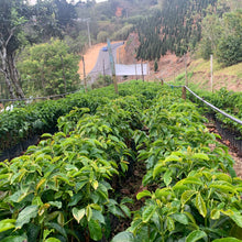 Load image into Gallery viewer, Doña Daisy, Red Honey Gesha, Costa Rica