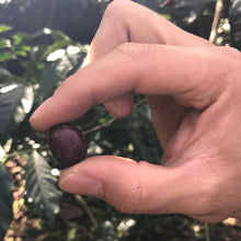 Load image into Gallery viewer, Los Andes, Washed SL28, El Salvador