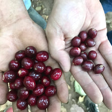 Load image into Gallery viewer, Los Andes, Washed SL28, El Salvador