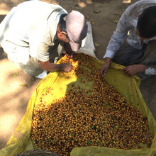 Load image into Gallery viewer, Finca Nejapa, Washed Yellow Caturra, El Salvador
