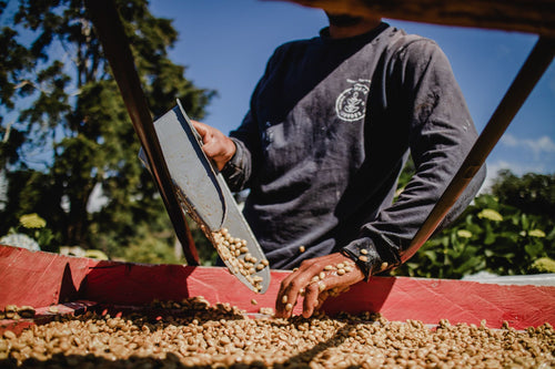 Processing in Costa Rica