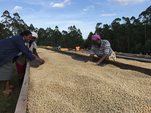 General coffee information about Kenya - trading and processing