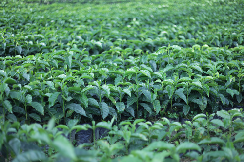 Leaf rust, Bolivia and articles