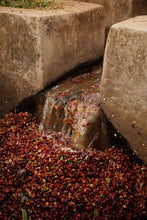Load image into Gallery viewer, Hunkute, Washed Heriloom Cultivars, Ethiopia
