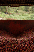 Load image into Gallery viewer, Hunkute, Washed Heriloom Cultivars, Ethiopia
