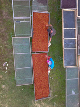 Load image into Gallery viewer, La Fany, Natural Orange Bourbon, El Salvador
