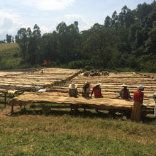Load image into Gallery viewer, Nano Challa, Washed Heirloom, Ethiopia - Organic
