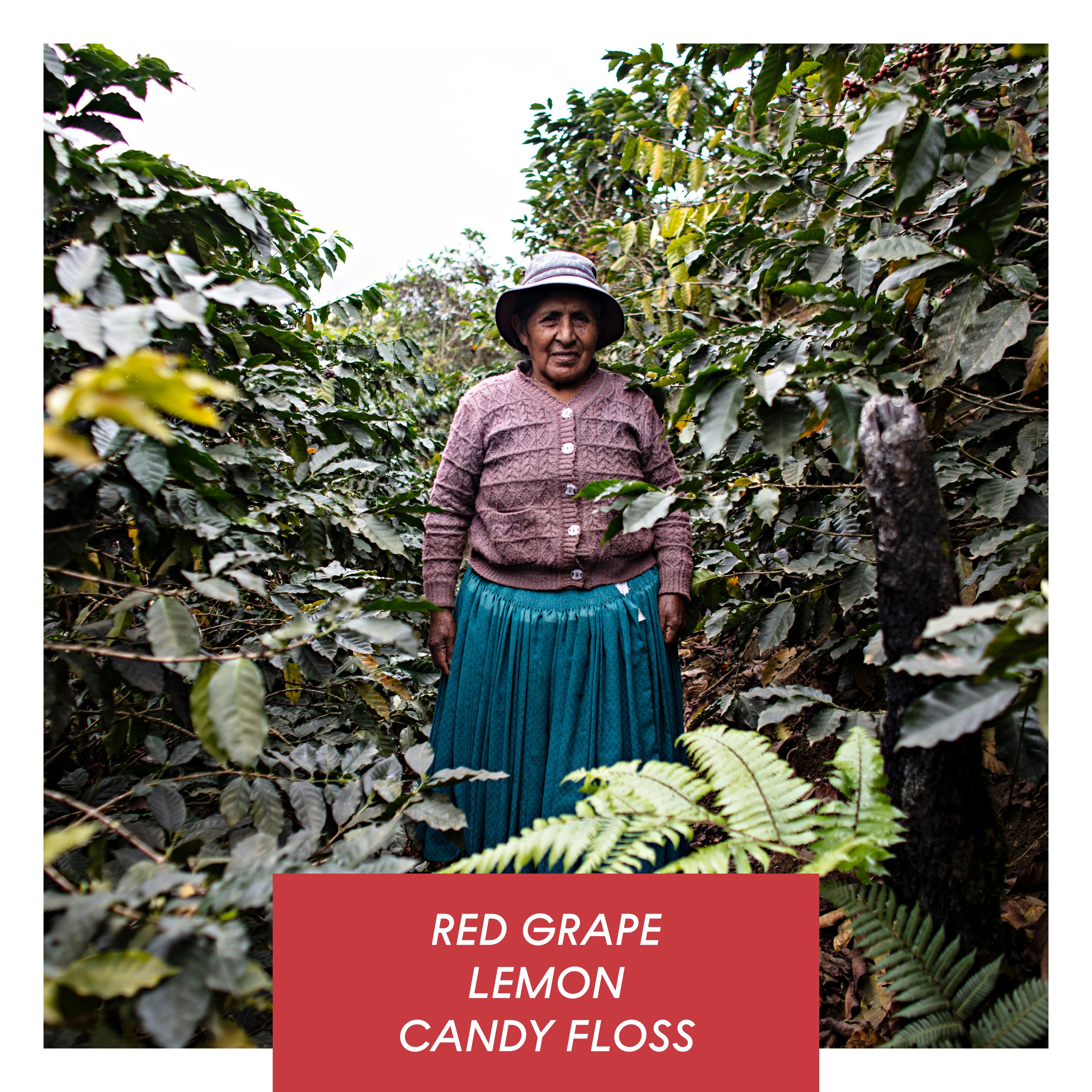 Photo of Carmelita, Washed Caturra, Bolivia