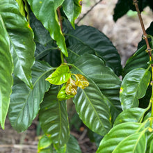 Load image into Gallery viewer, Finca Sunderland Natural H1, Nicaragua
