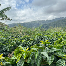 Load image into Gallery viewer, Finca Sunderland Natural H1, Nicaragua
