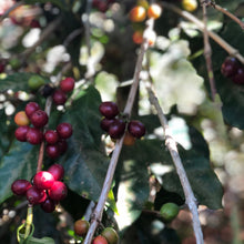 Load image into Gallery viewer, La Fany, Natural Orange Bourbon, El Salvador
