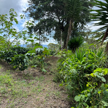 Load image into Gallery viewer, Finca Sunderland Natural H1, Nicaragua
