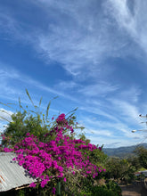 Load image into Gallery viewer, Las Delicias, Washed Java, Nicaragua
