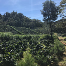 Load image into Gallery viewer, San Jose Natural Caturra, Nicaragua
