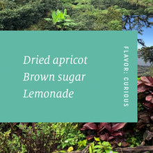 Load image into Gallery viewer, Las Delicias, Washed Java, Nicaragua

