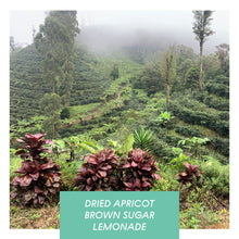 Load image into Gallery viewer, Las Delicias, Washed Java, Nicaragua
