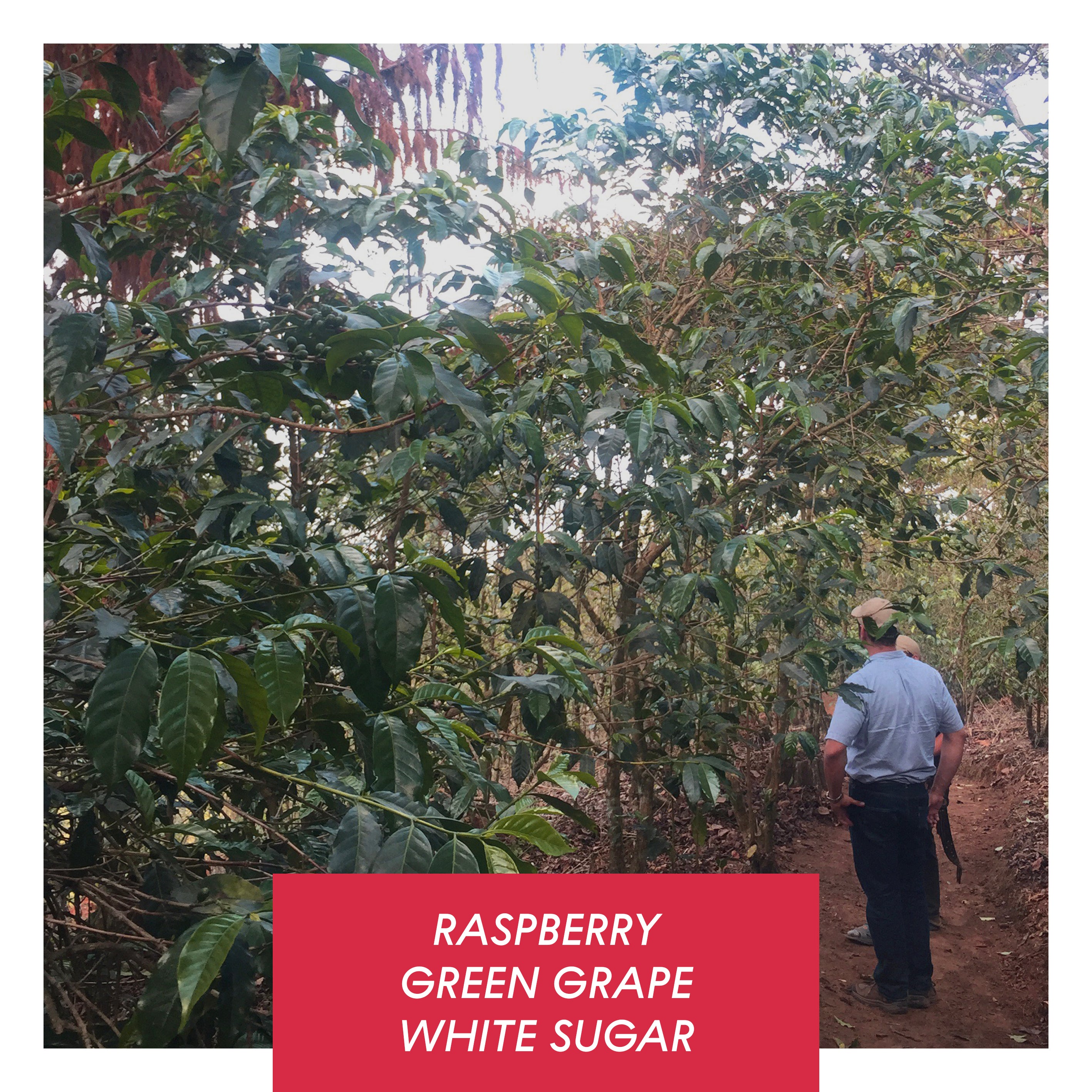 Photo of Las Brumas, WFC Honey SL28, El Salvador