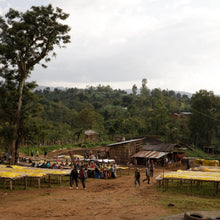 Load image into Gallery viewer, Hunkute, Washed 74410 &amp; 74112, Ethiopia
