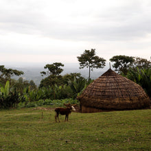 Load image into Gallery viewer, Hunkute, Washed 74410 &amp; 74112, Ethiopia
