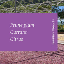 Load image into Gallery viewer, San Cayetano, Carbonic Maceration Red Caturra, El Salvador
