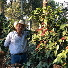 Ladda upp bild till gallerivisning, Calahual, Anaerobic Natural Caturra, Guatemala
