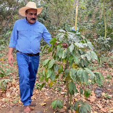 Ladda upp bild till gallerivisning, Calahual, Anaerobic Natural Caturra, Guatemala
