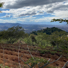 Ladda upp bild till gallerivisning, Calahual, Anaerobic Natural Caturra, Guatemala
