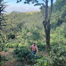 Load image into Gallery viewer, La Soledad, Washed Gesha, Guatemala
